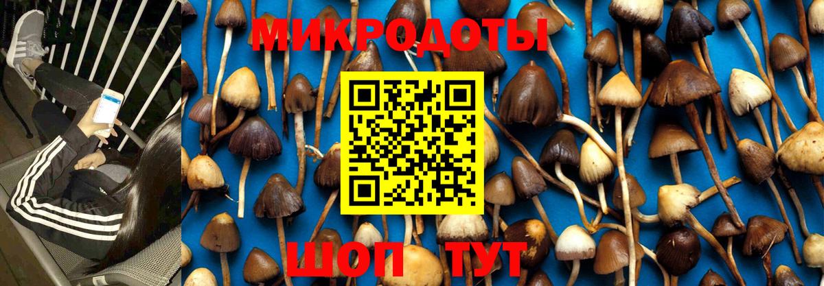 Псилоцибиновые грибы GOLDEN TEACHER Камень-на-Оби